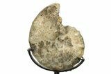 Cretaceous Ammonite (Mammites) Fossil with Metal Stand - Morocco #274599-1